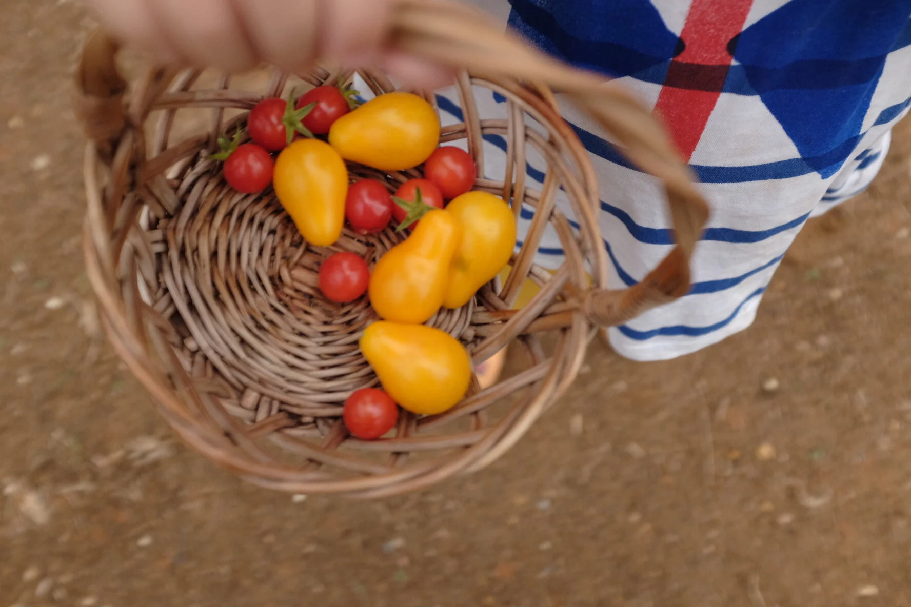 Gardening: starting a vegetable garden and harvesting our first cherry tomatoes