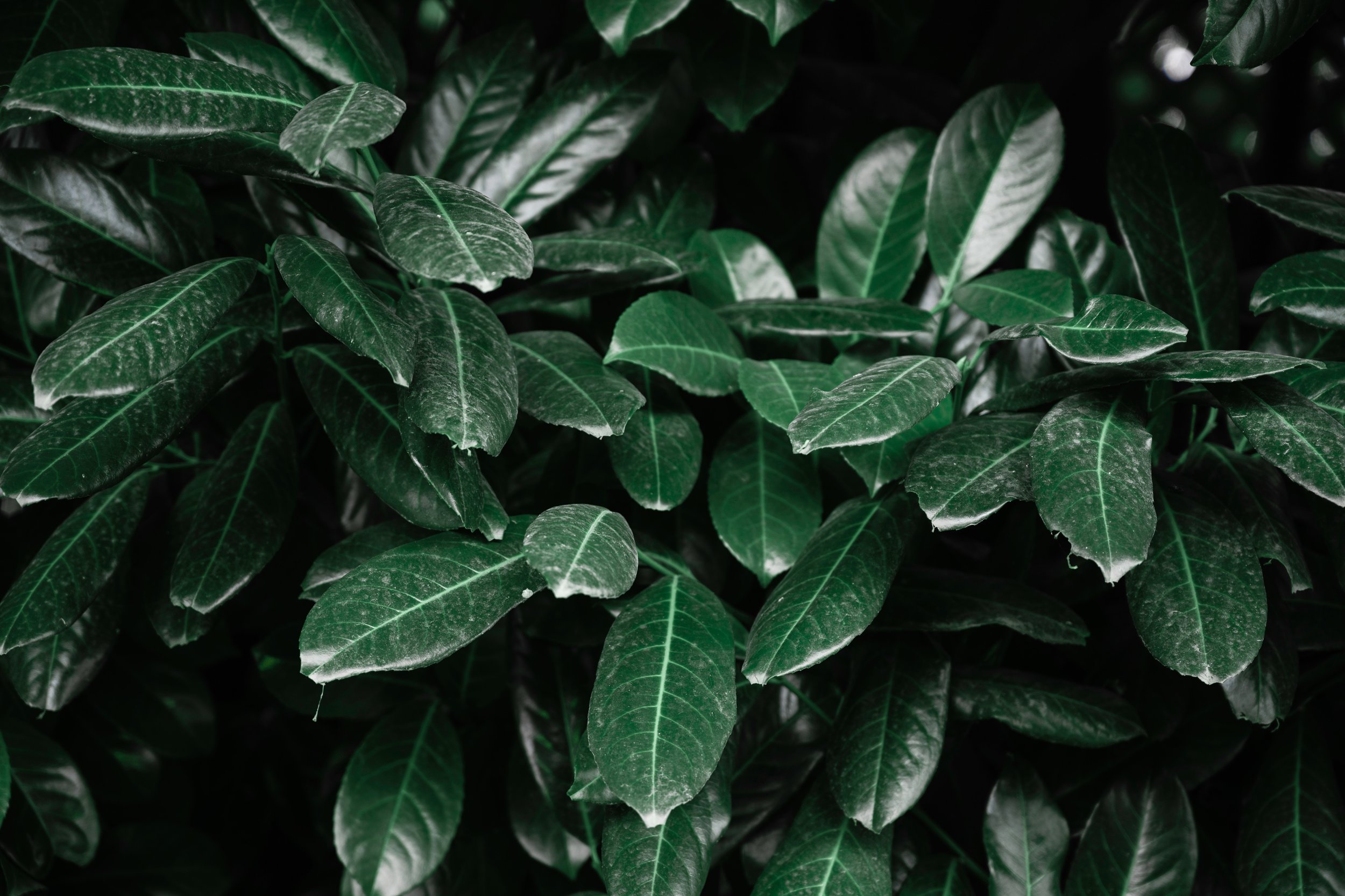 sage green.jpg