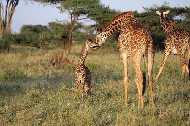 What&rsquo;s on offer in the wilds of Tanzania? Priceless sightings like this tender mother-kid moment. Trust us, there&rsquo;s a lot more on offer 🦒
.
.
#handmadejourneys #hmj #visittanzania #asiliaafrica
&mdash;&mdash;
Posted @withregram &bull; @a