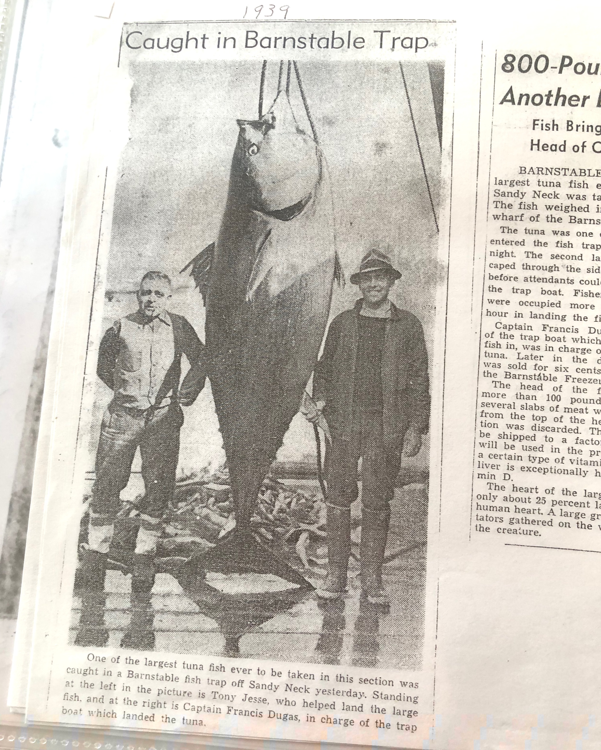 800-pound tuna caught in Barnstable fish trap - Tony Jesse on left Captain Joseph Francis Dugan on right