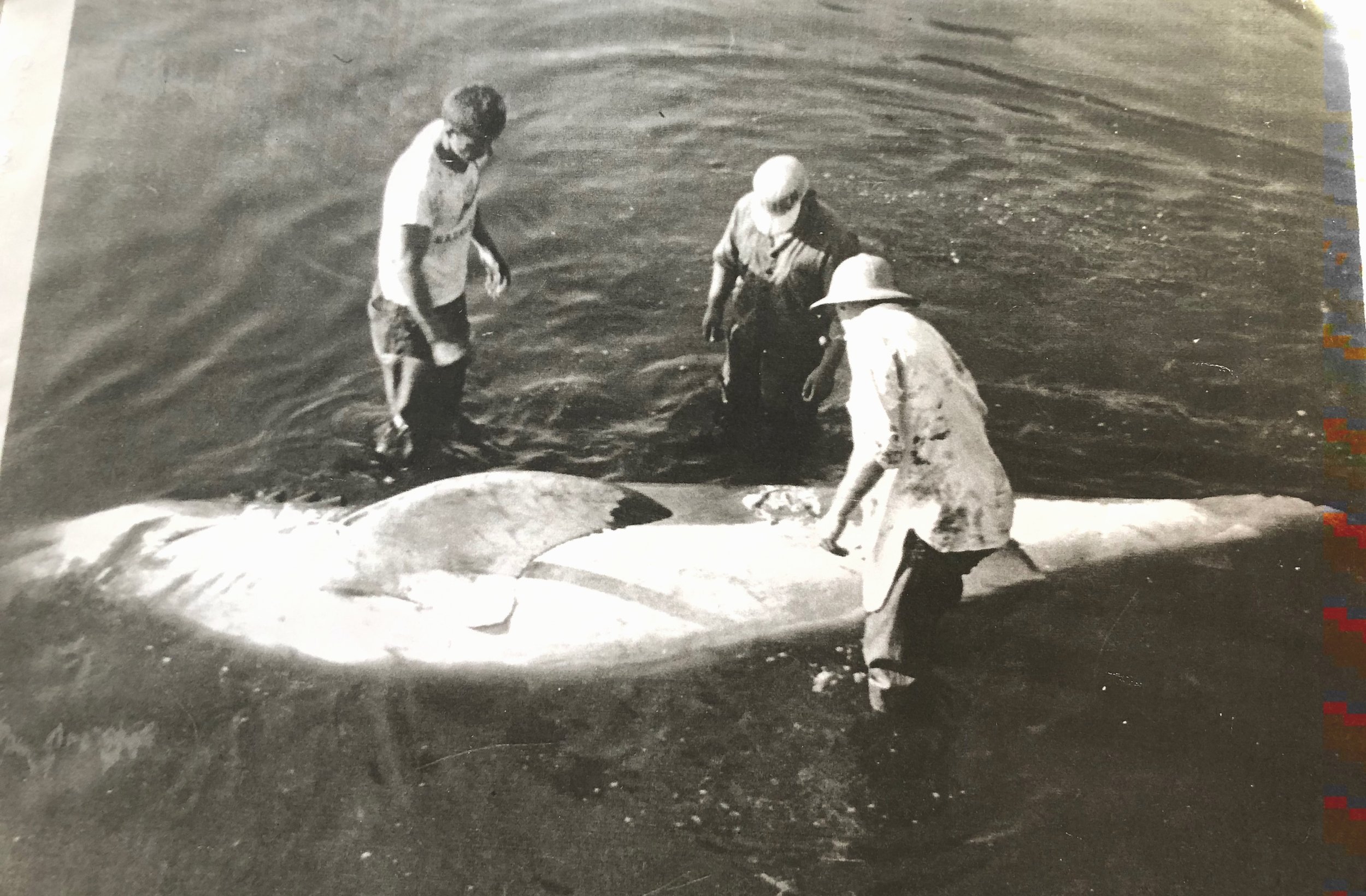 Great white shark caught in fish traps about a half mile off Sandy Neck - 1948