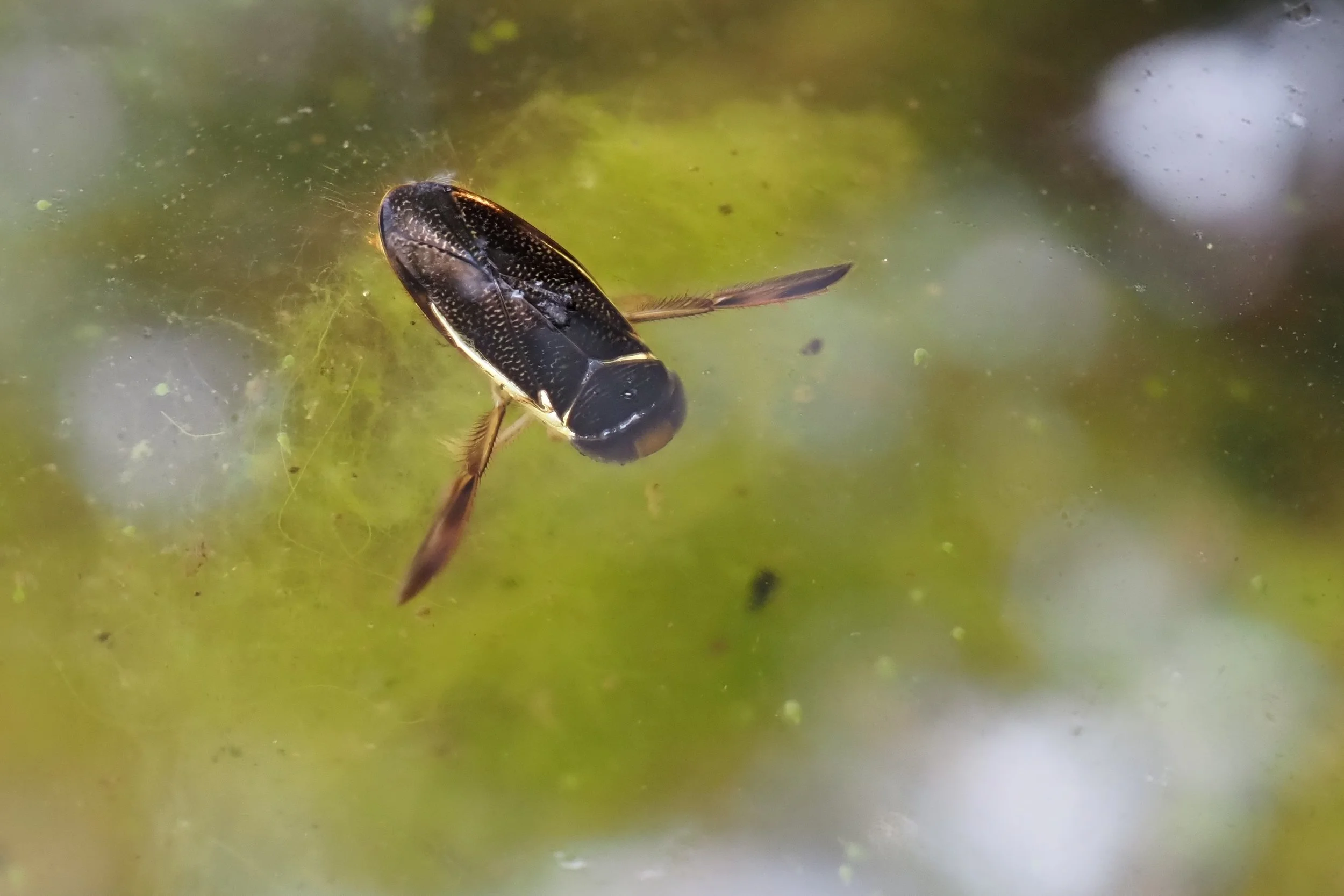 thinner water boatman.jpeg