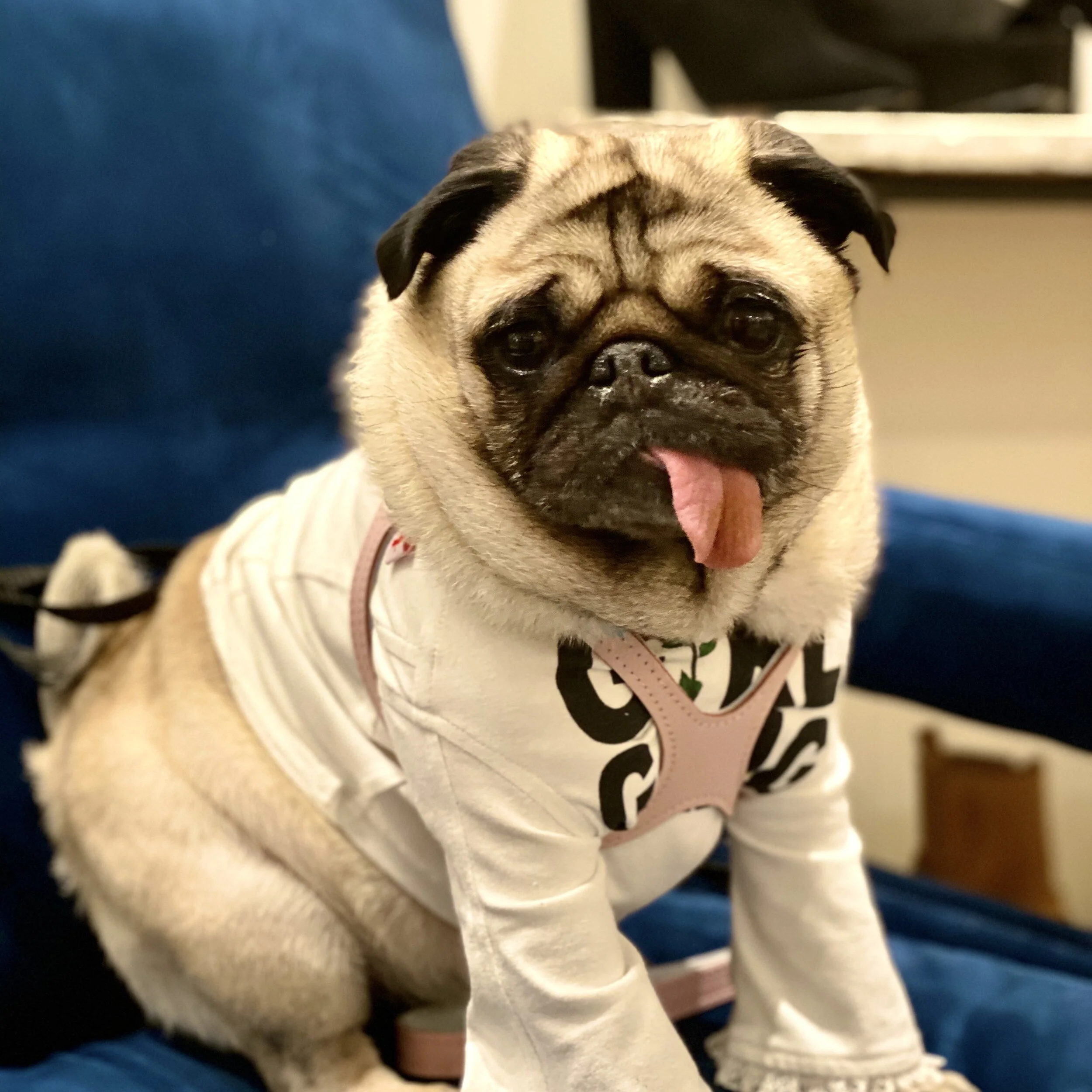Our Pug Rosie Doggie of the Year DOTC