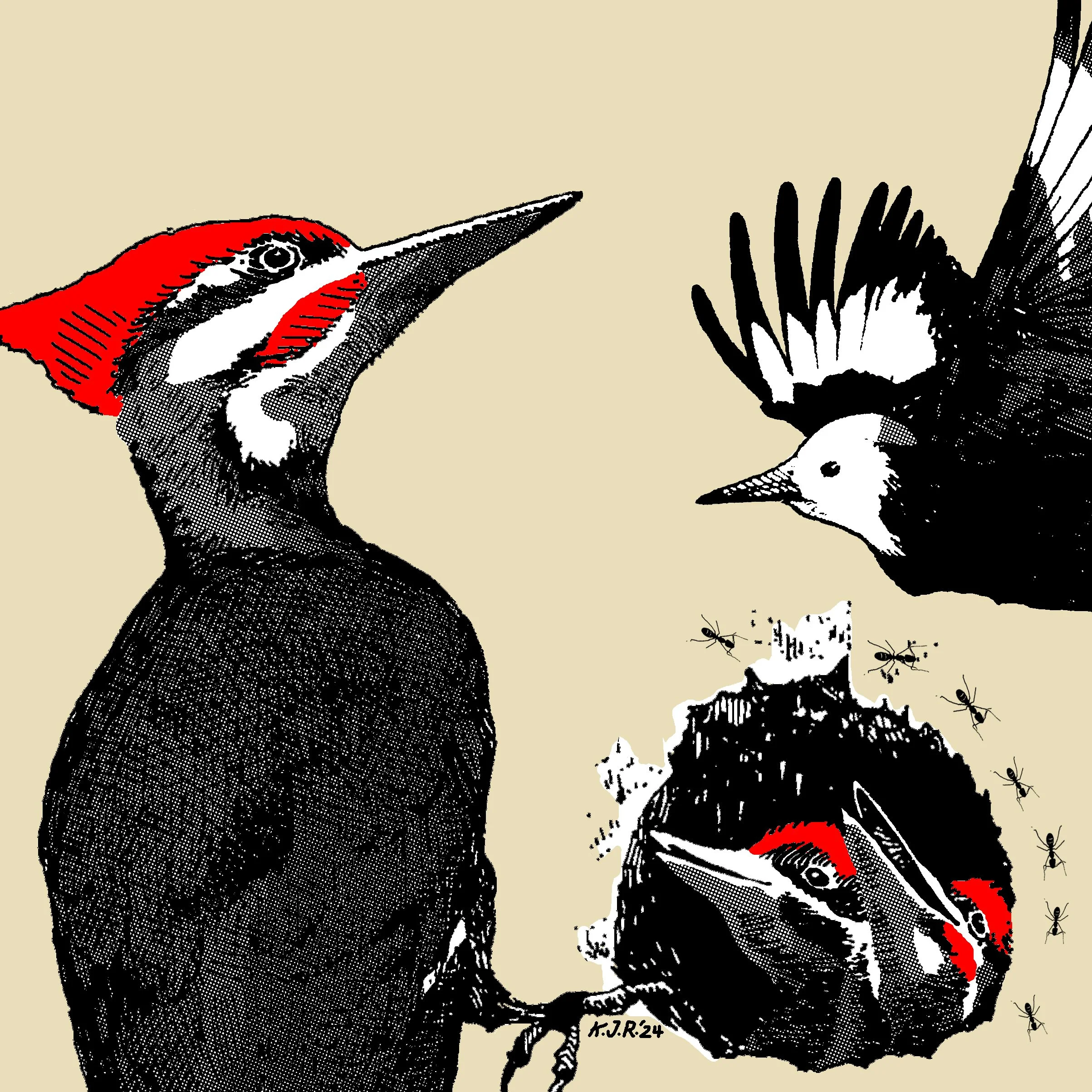 woodpecker upclose.jpg