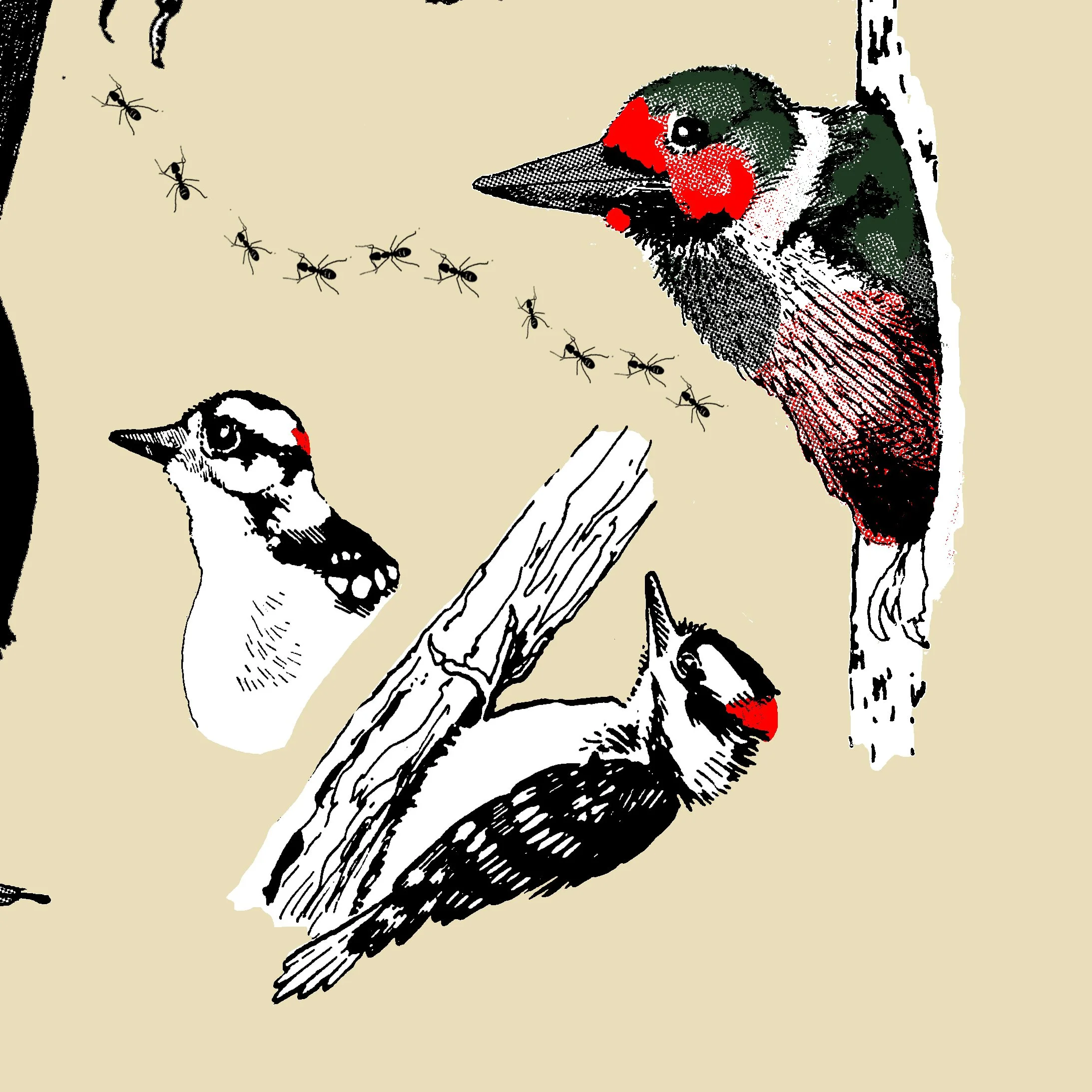 woodpecker upclose2 .jpg