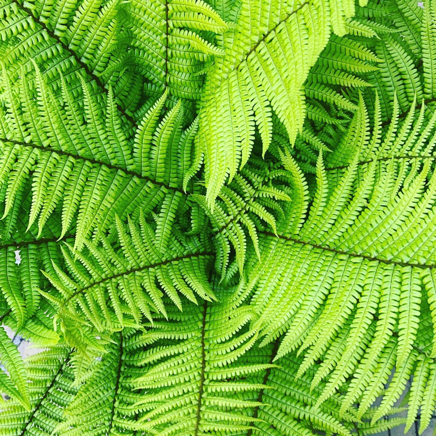 Samambaia 💚  Me leva l&aacute; pra minha inf&acirc;ncia // brings me back for my childhood! 🌱🌱🌱 #verde #plant #plantbased #greenbeauty