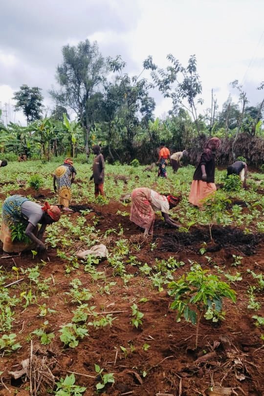 Planting coffee bushes, Burundi, 2022