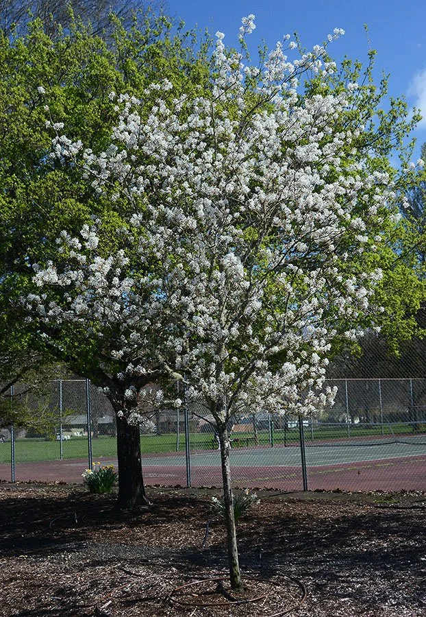 Serviceberry tree with spring flowers