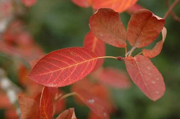 Red fall leaves