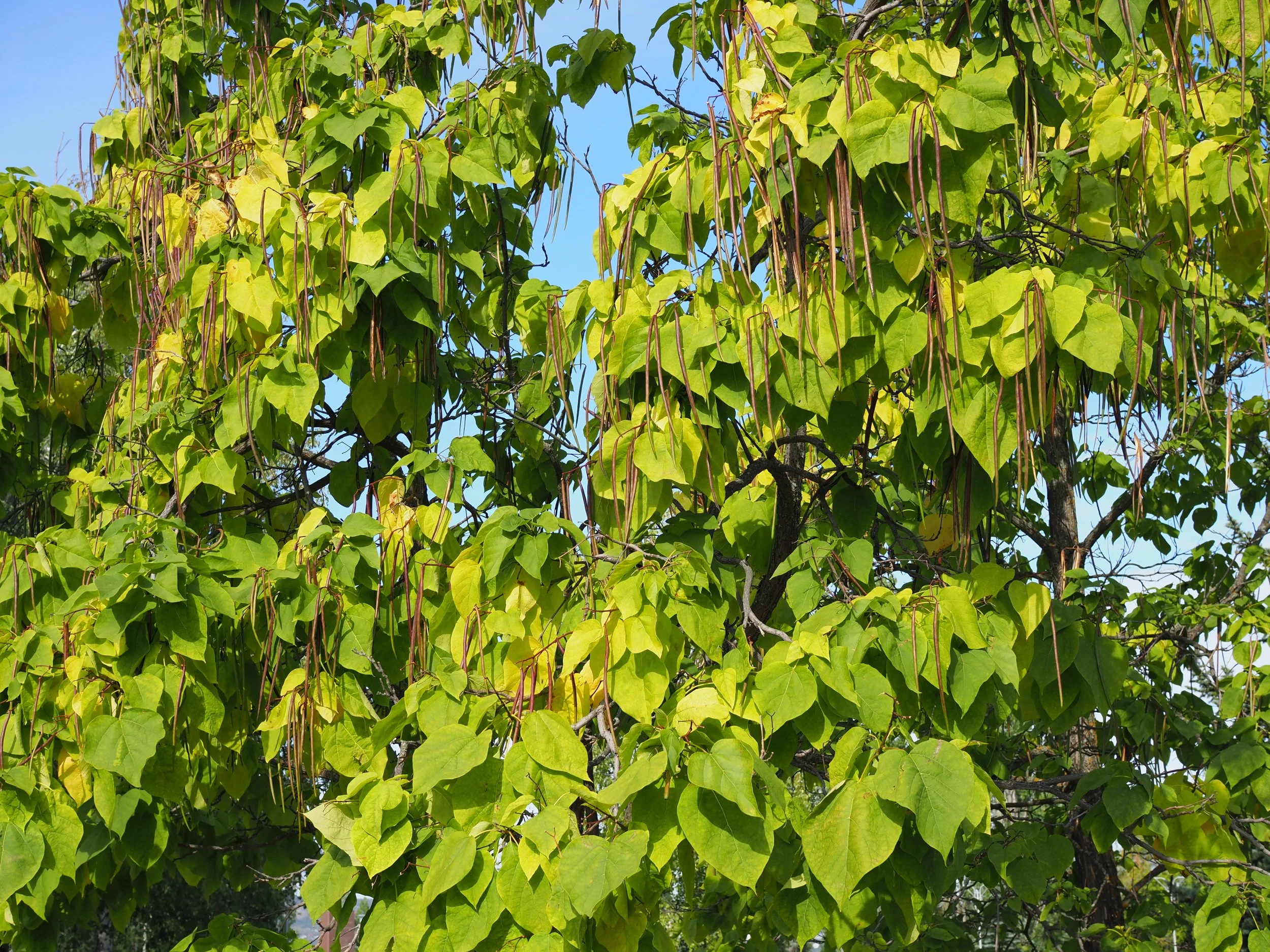 Large light green catalpa leaves and seed pods
