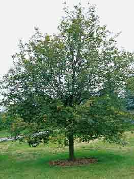 tree.jpg