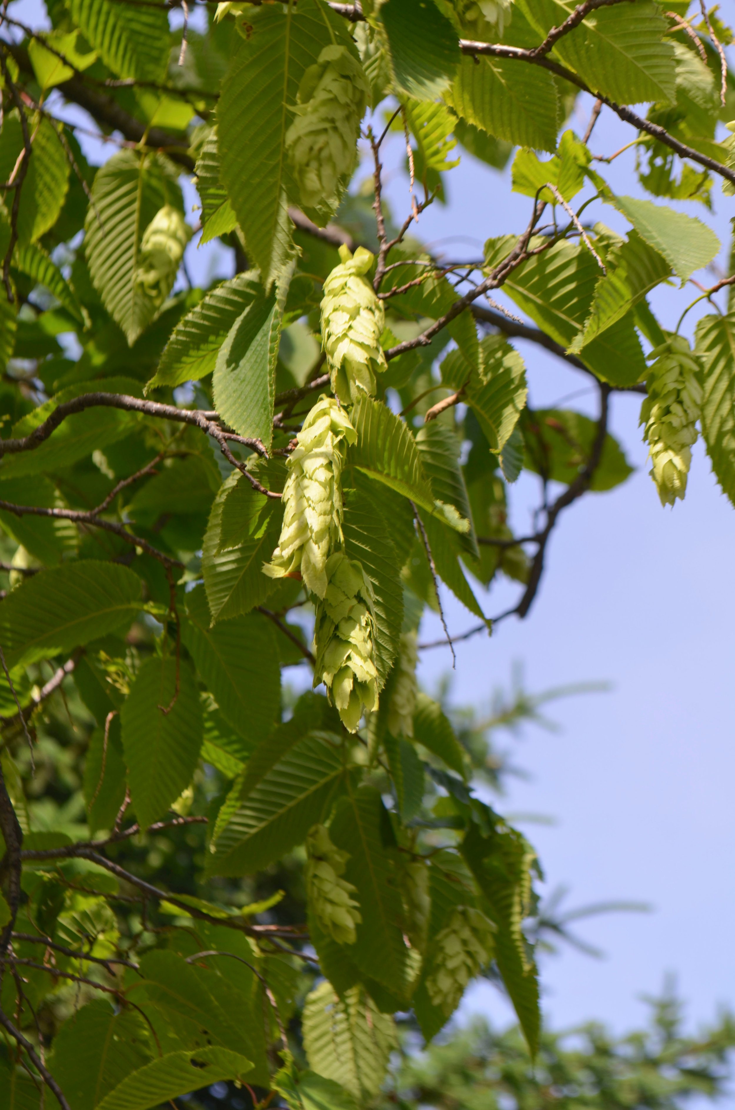 American Hop Hornbeam Photo 2.jpeg