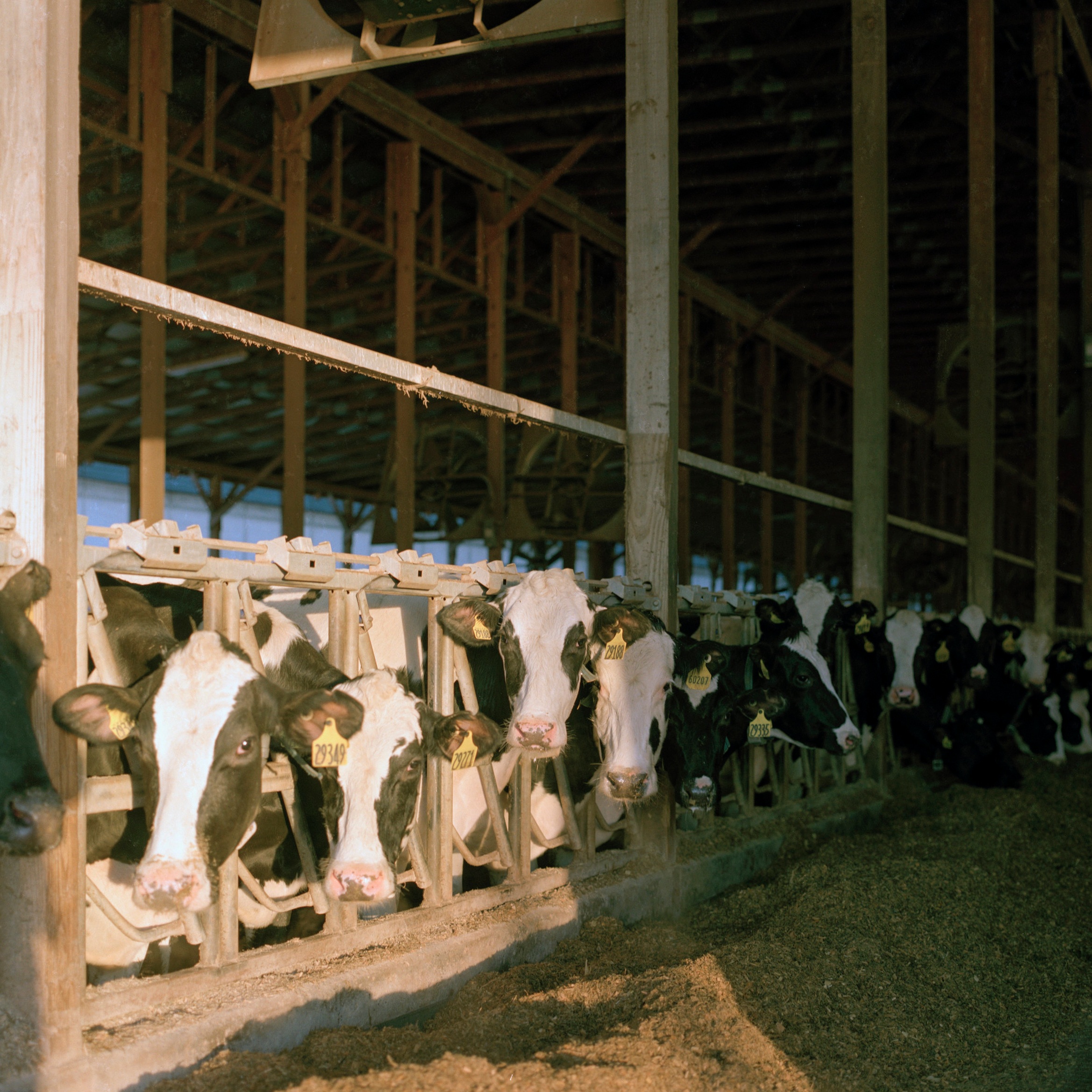 Sunnyside Farms - Scipio Center, NY