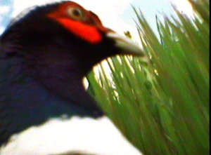 Pheasant-Cam (Profile) (2006) (Copy)
