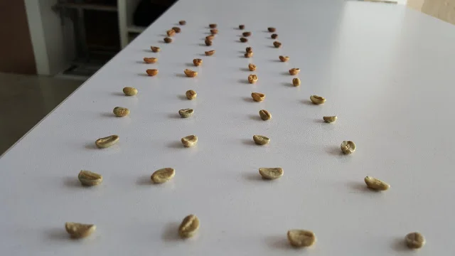 a Lesson in Roasting at the Coffee Museum
