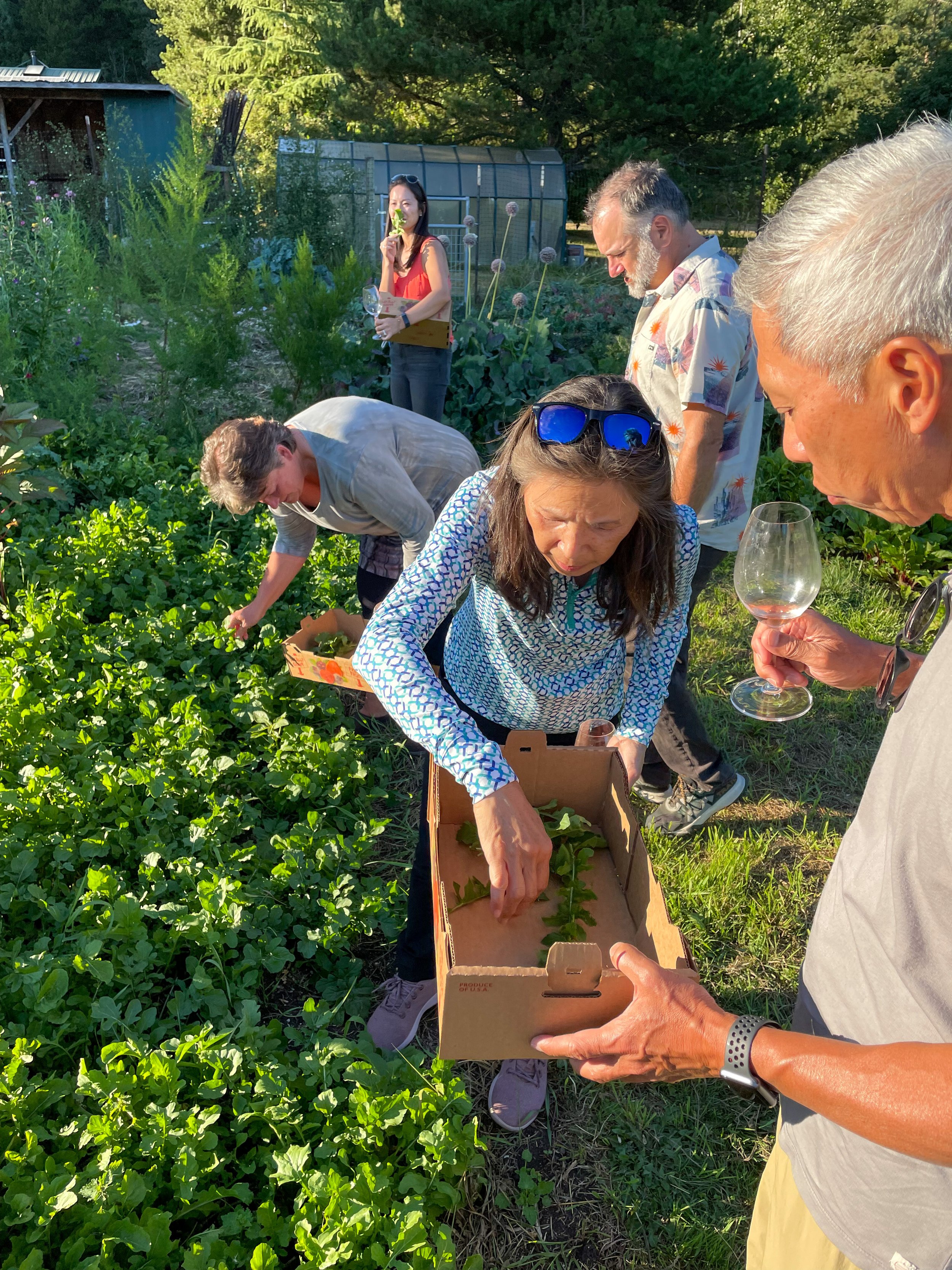 Group of men and women picking produce from garden