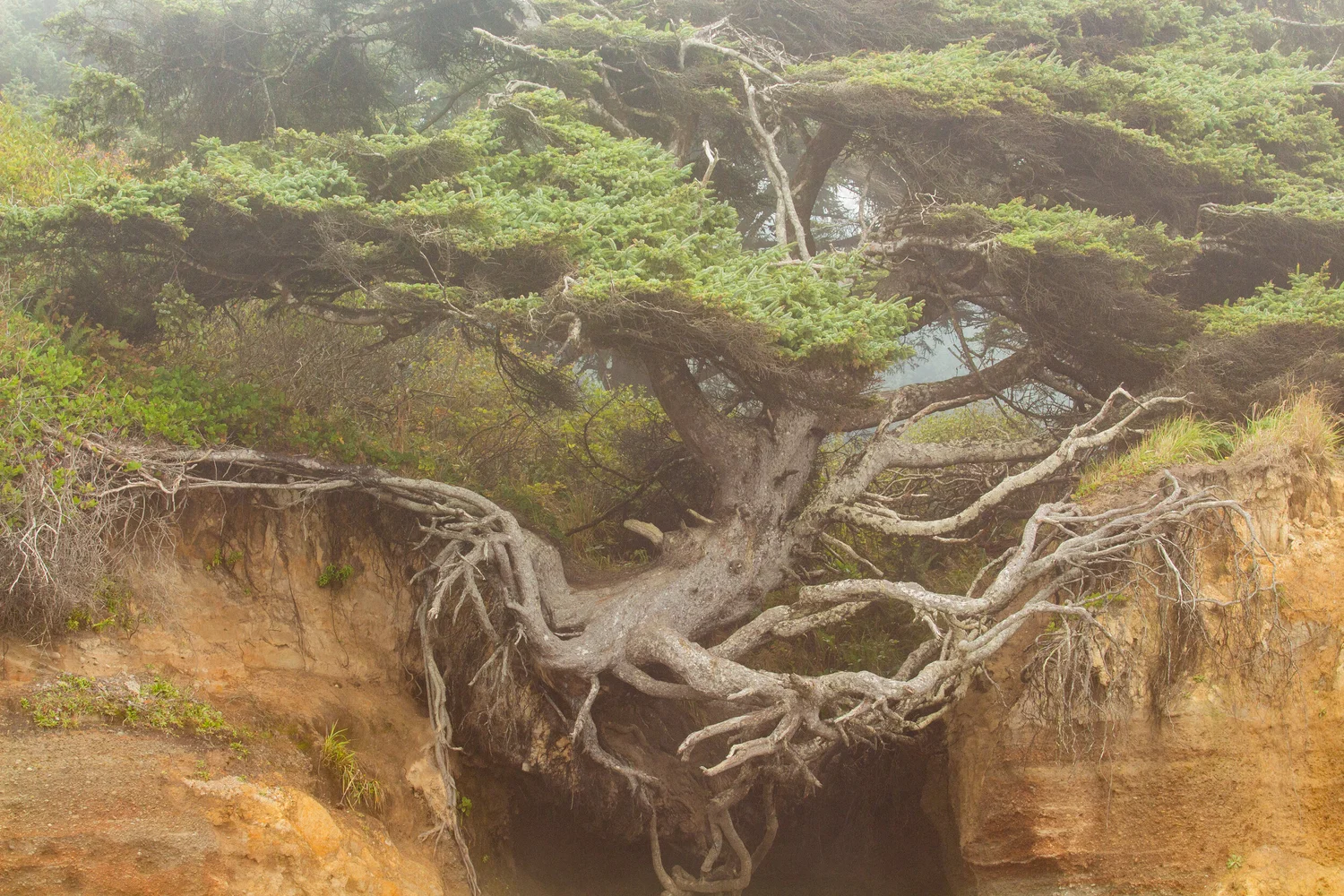 Blog Danvanderwerf Com