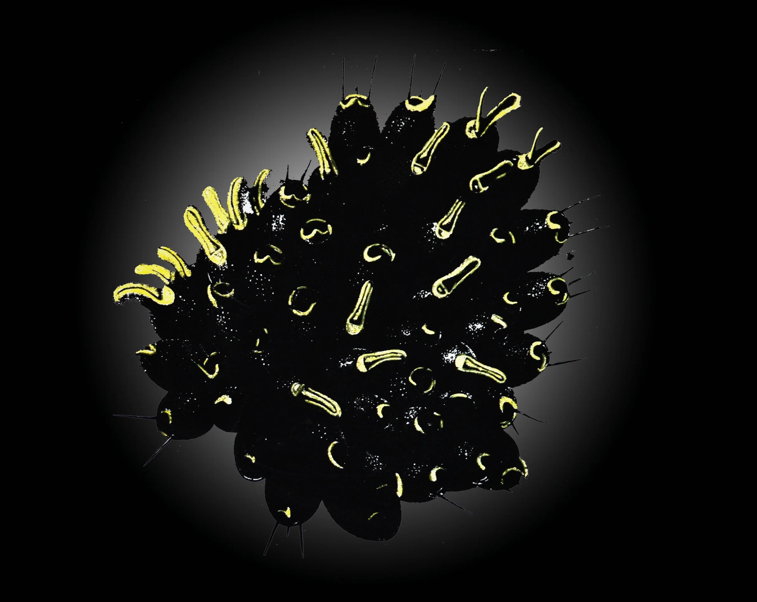 DSC_0053copy copy black.jpg