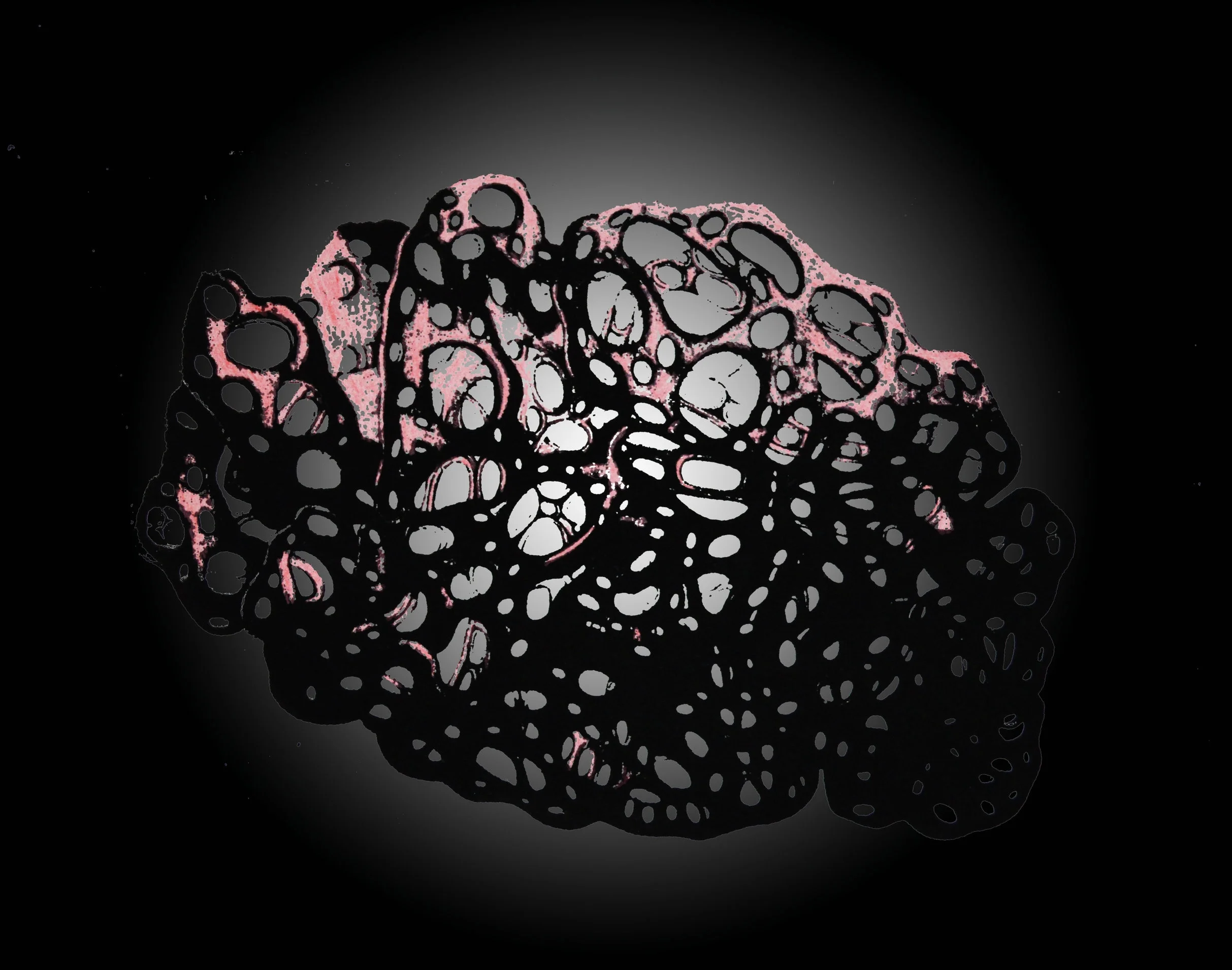 DSC_0059 copy black black.jpg