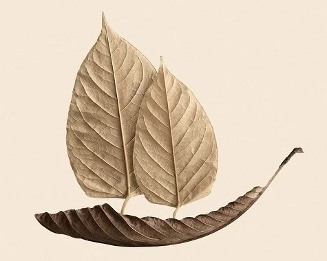 leaf.jpg