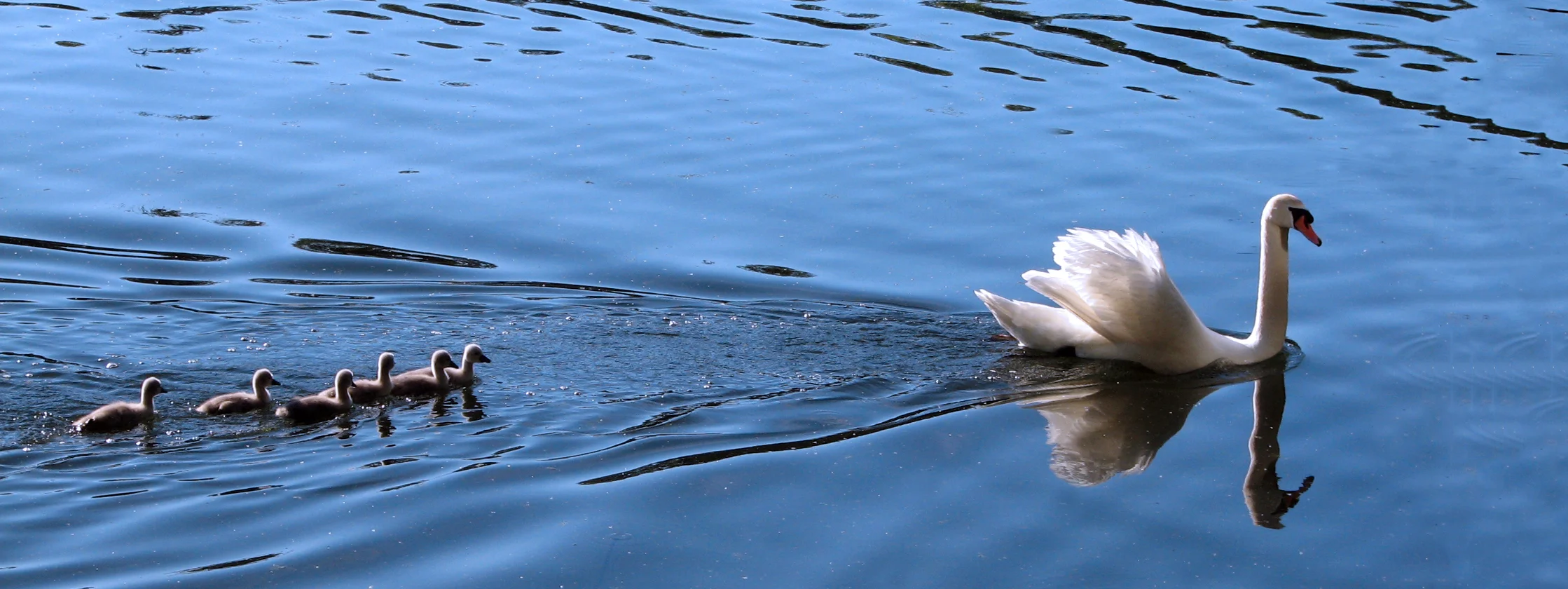 Swan and babies_w copy.jpg