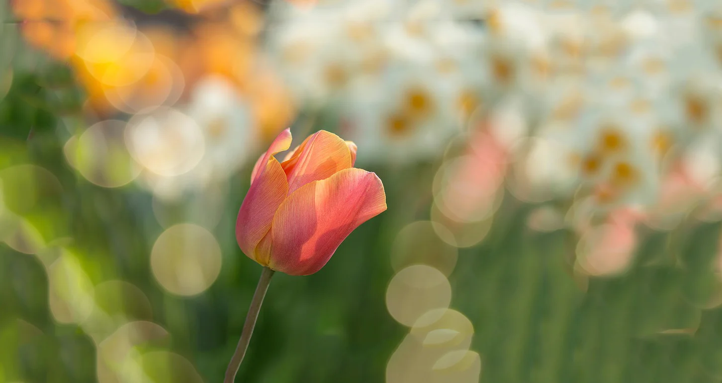 tulip graceful.jpg