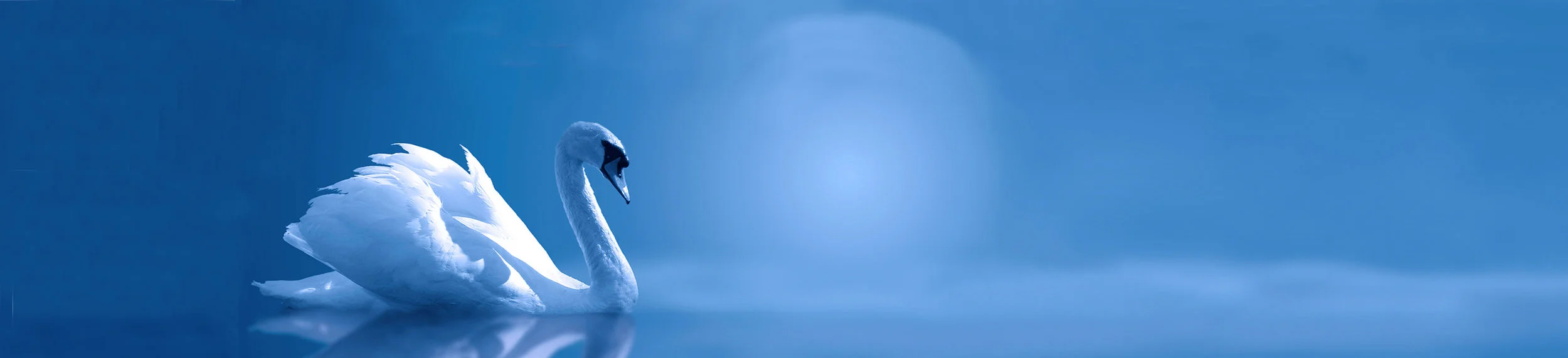 Swan blue extended3 100 brighter copy copy.jpg
