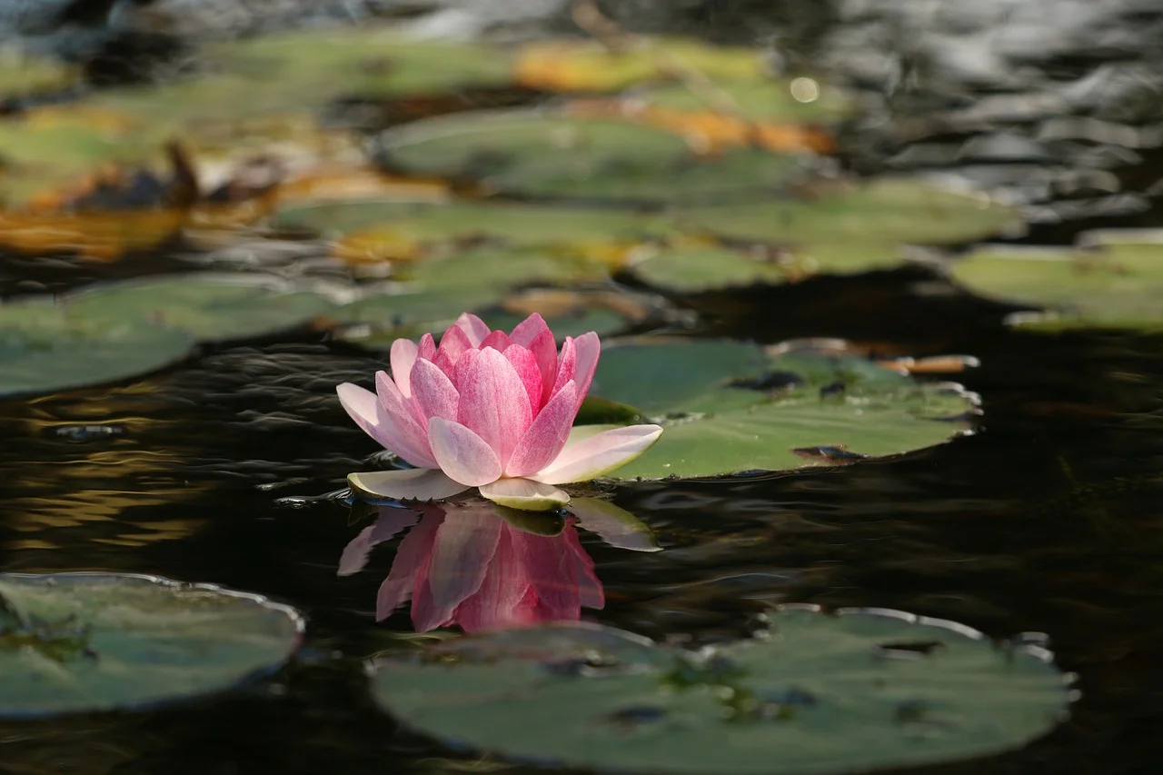 Renunciation in Everyday Life: Being in the World But Not of It 