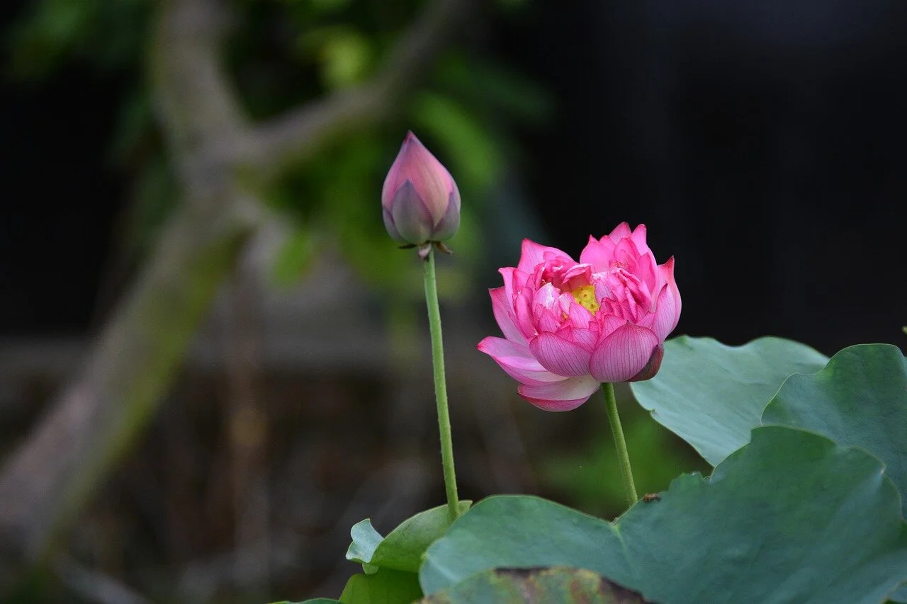 Aum: The Melody of Love (Morning Retreat for Kriyabans)