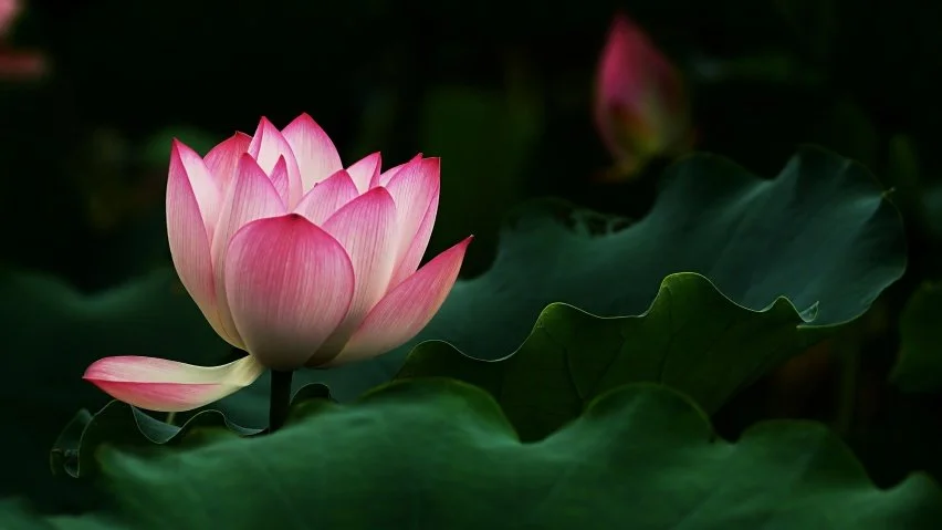The Divine Romance: Cosmic Chants and Devotional Poetry