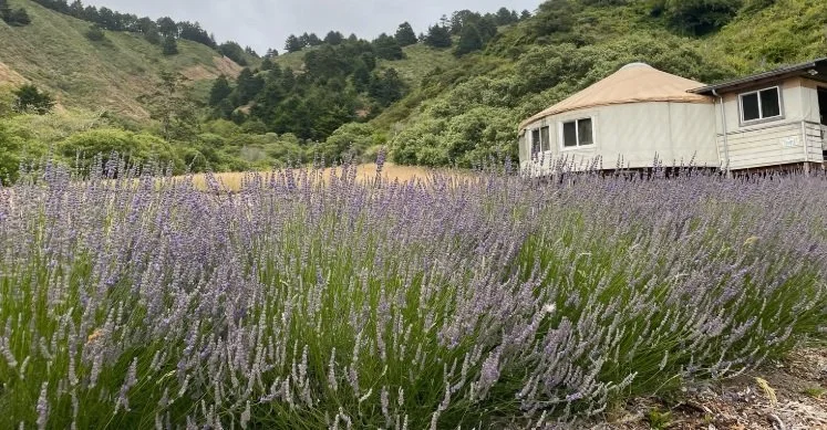 Lavendar Fest at Ananda Valley Farm