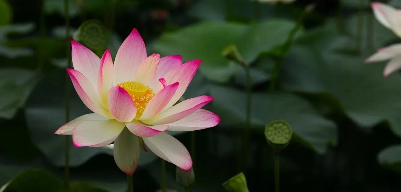 Divine Romance: Yogananda’s Keys for Developing Devotion