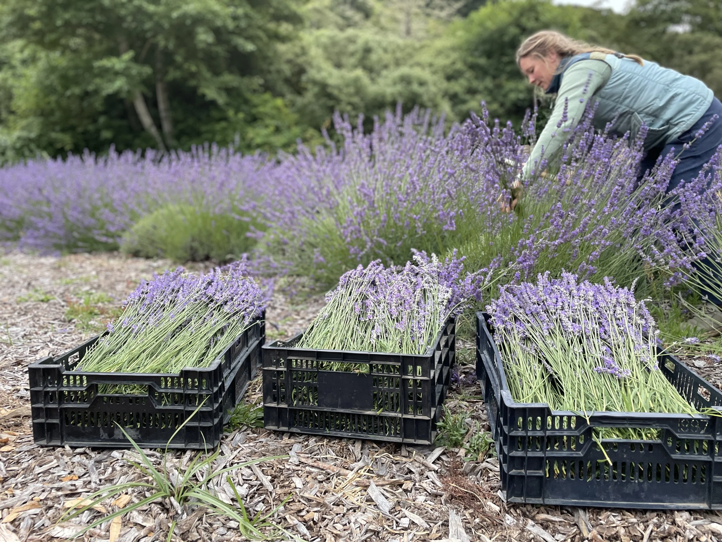 Lavender Festival at Ananda Valley Farm