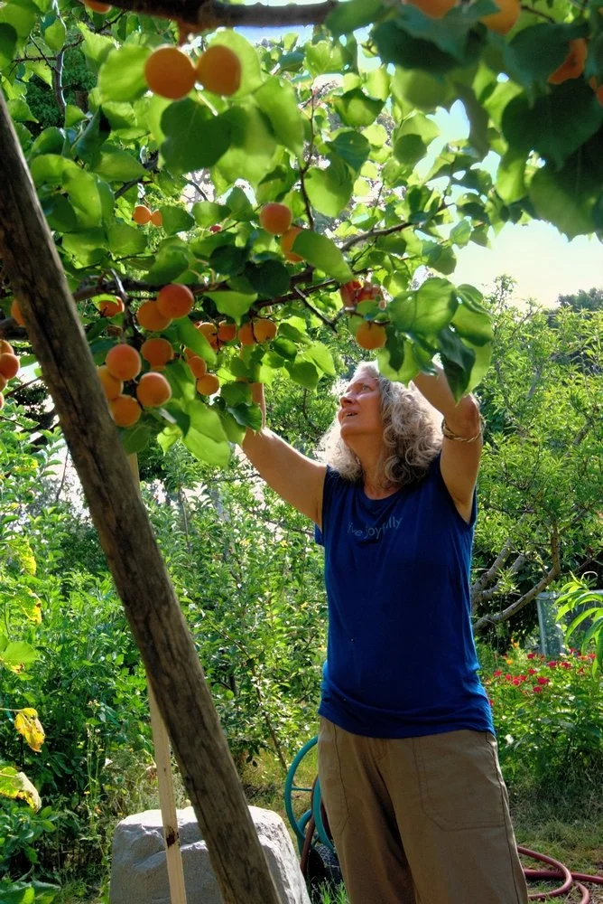 25 Harvesting apricots.jpg