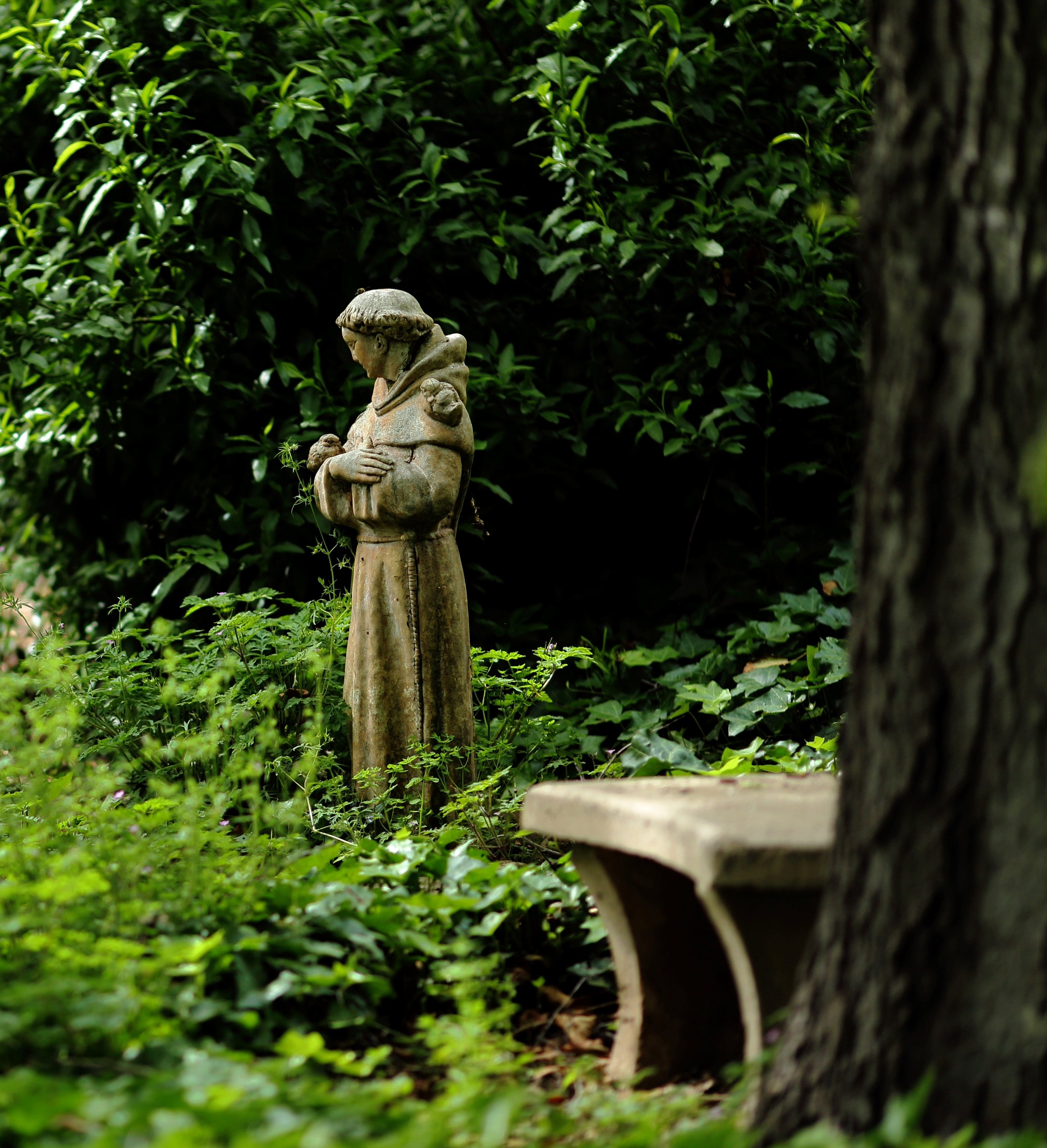 23 St Francis.jpg