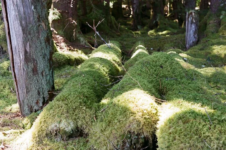 Fallen roof beams and mortuary polls, both under blankets of moss. (Photo: Trixie Pacis)