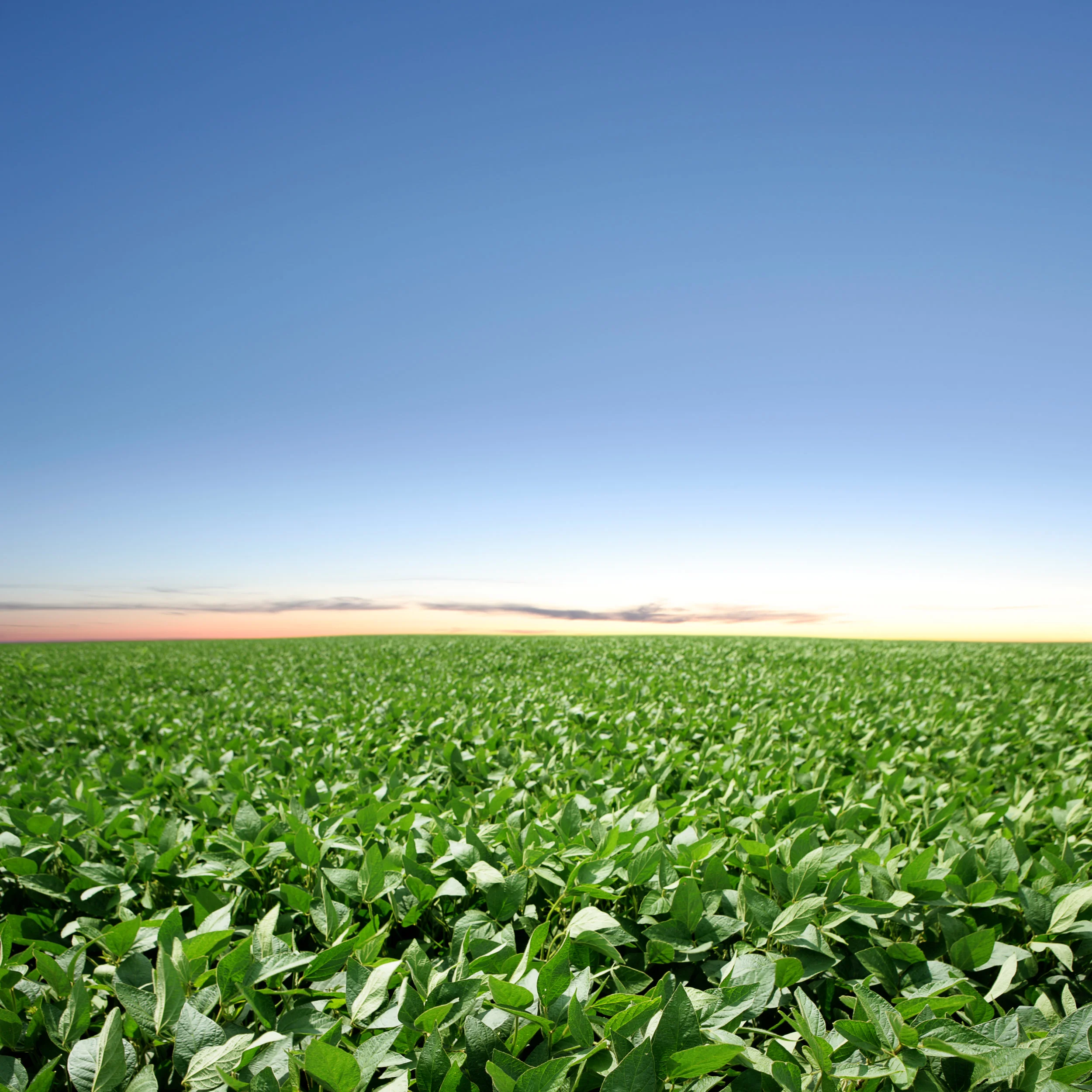 XXXL-soybean-field-twilight-184402922_4585x4585.jpeg