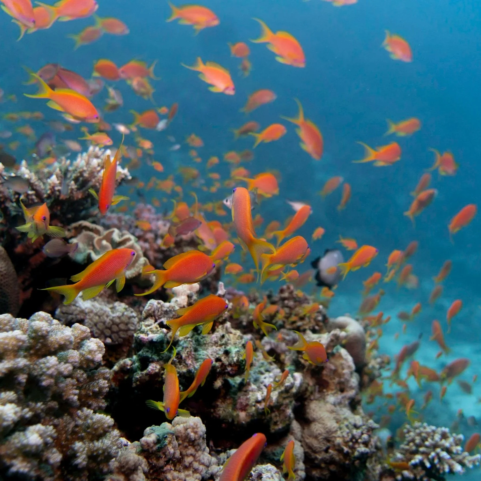 diving on the Red Sea Egypt winter holiday 2026
