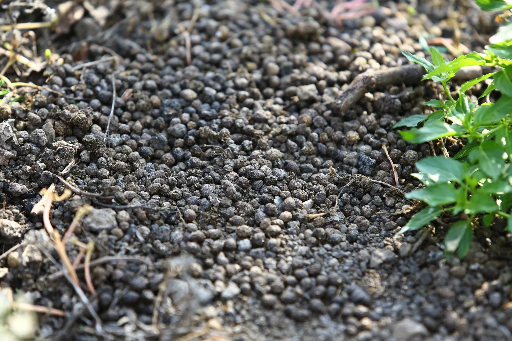 CAMPANIA_Casa Setaro_vesuvius gravel_FULL.jpg