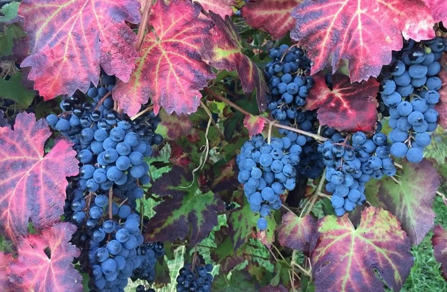 Bruno Zanazi - Emilia Romagna // Wine Map of Italy> // Wine Map of Emilia-Romagna>