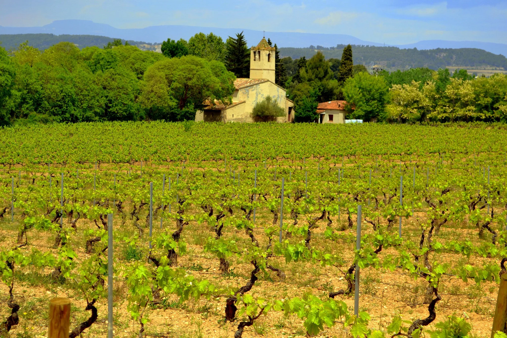 Bodegas Maset - Penedès (Catalunya) // Wine Map of Spain>