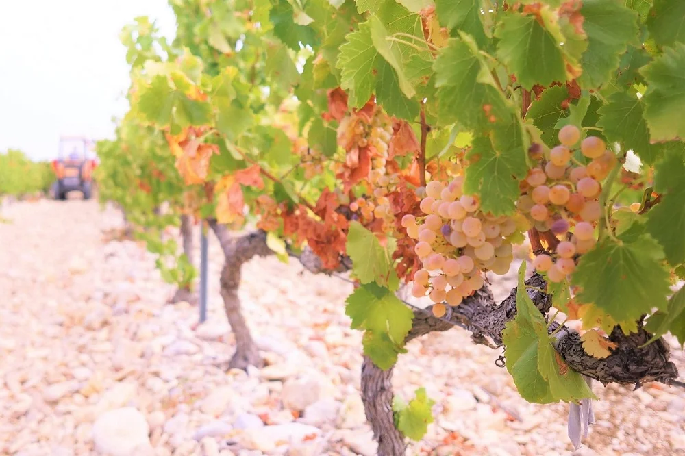 Château des Roques - Vacqueyras // Wine Map of France> // Wine Map of Southern Rhône>