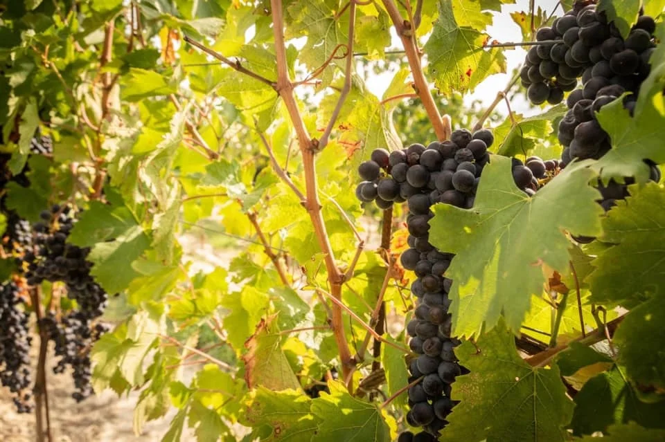 Luca Ferraris - Ruchè de Castagnole Monferrato