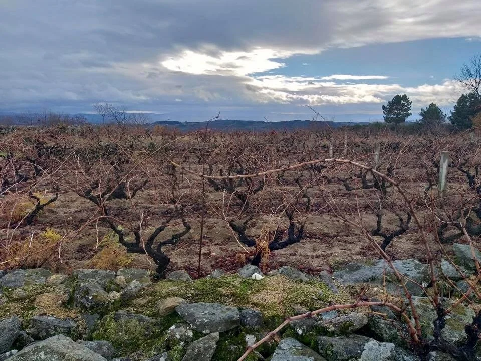 Vadio - Bairrada // Wine Map of Portugal>