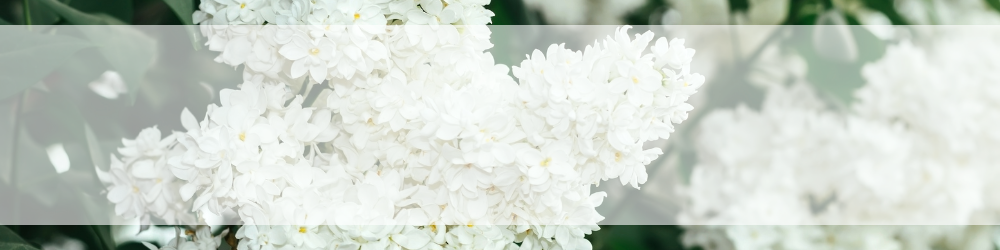 Spring Banner Landscape (Canvas Banner (1000 x 250 px)).png