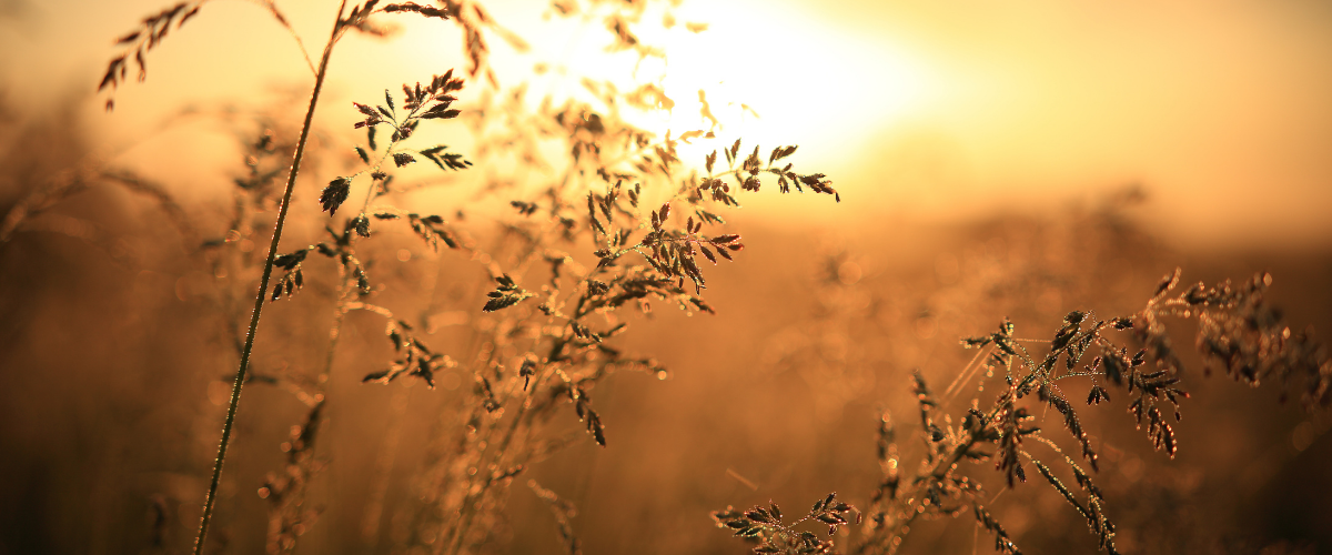 SummerFall Banner website homepage (2).png