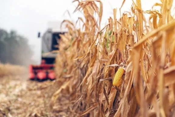 harvest 1.jpg