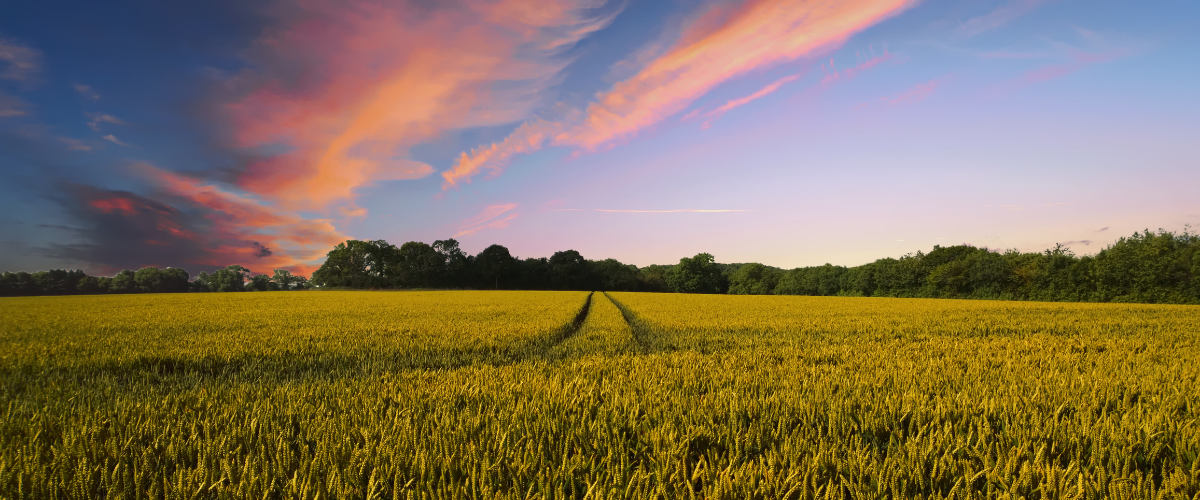 SummerFall Banner website homepage (1).png