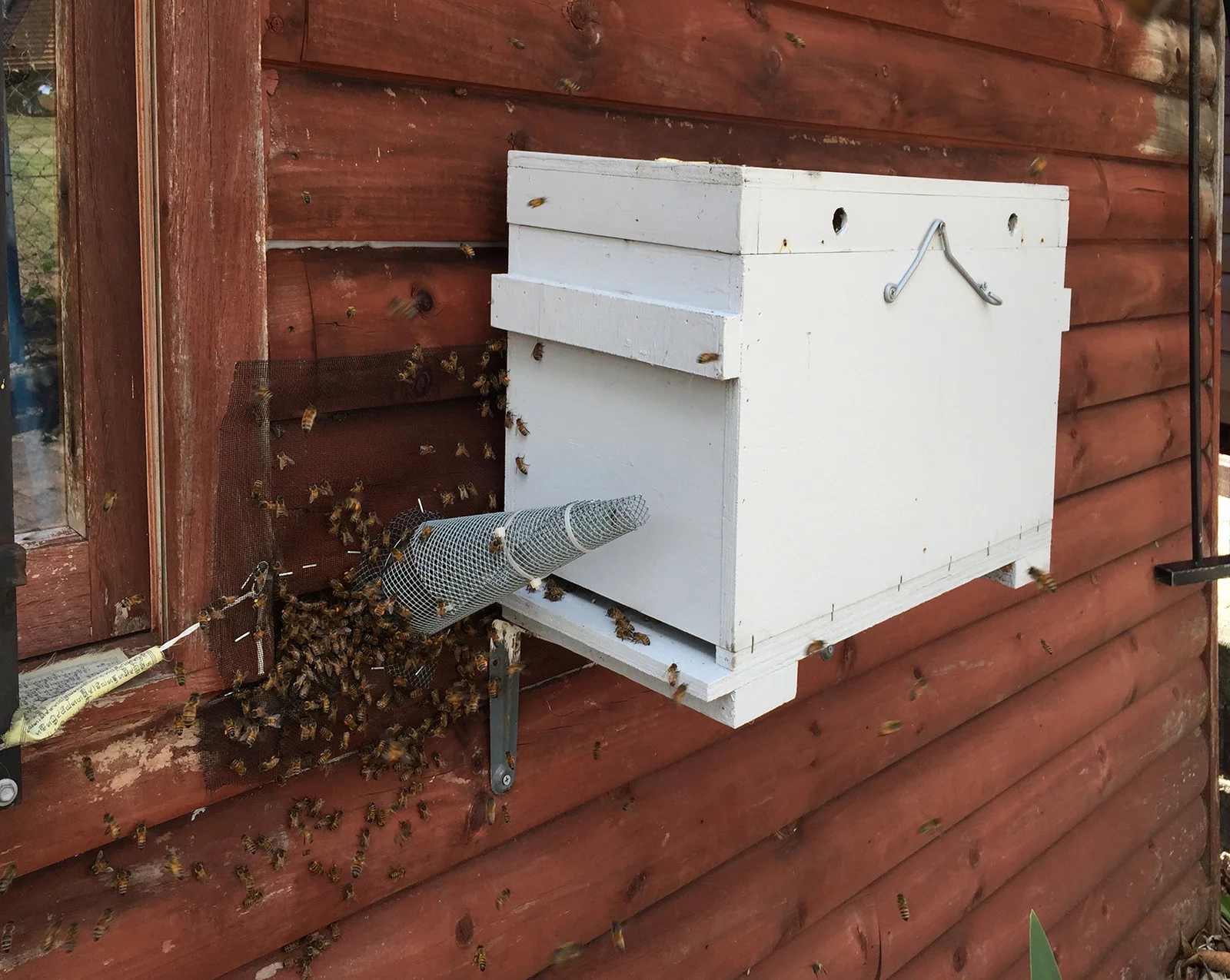 Another beehive was removed from the same location using a “trap-out” method 2 years earlier.
