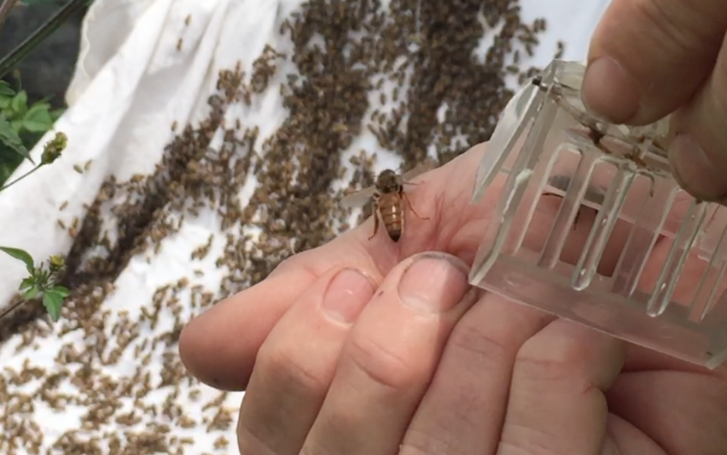 The Queen bee has a longer abdomen than a worker bee.